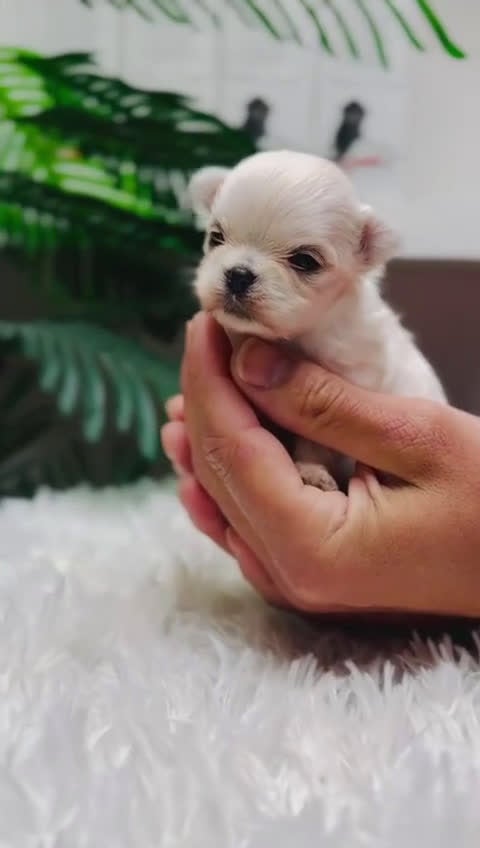Bichón Maltés perros en venta: BICHÓN MALTÉS 100% COREANO - Video 1