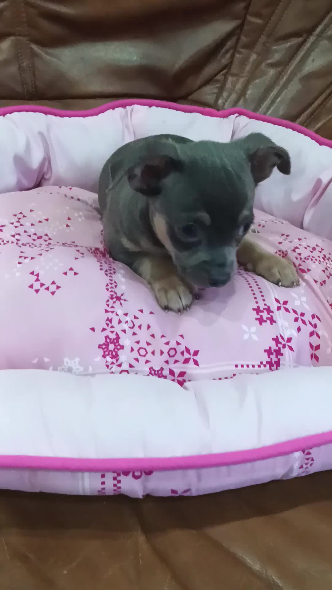 Chihuahua perros en venta: CHIHUAHUA TOY - Video 1
