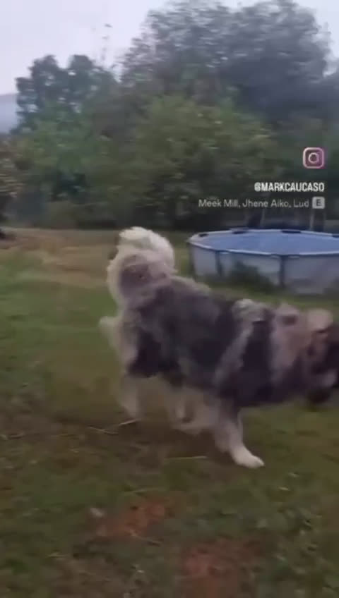 Pastor del Cáucaso perros en venta: Pastor del Cáucaso  - Video 2