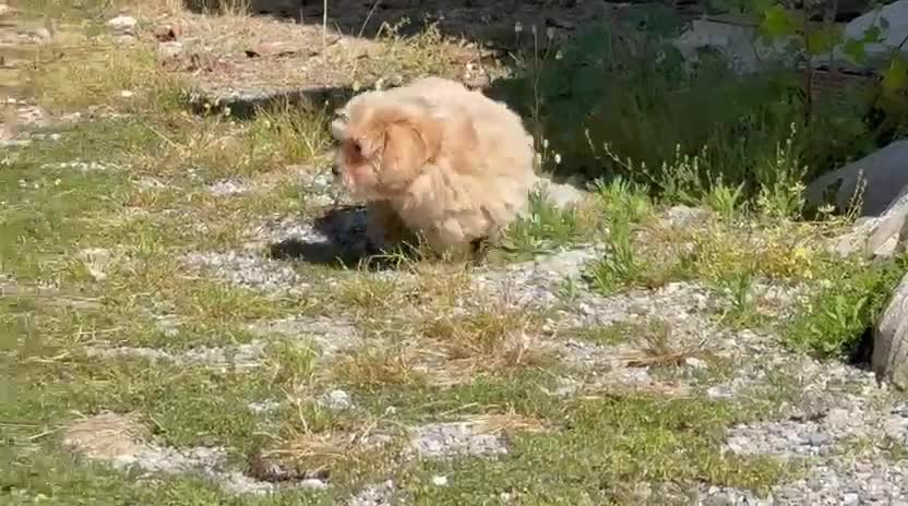 Maltipoo perros en venta: Maltipoo macho - Video 1