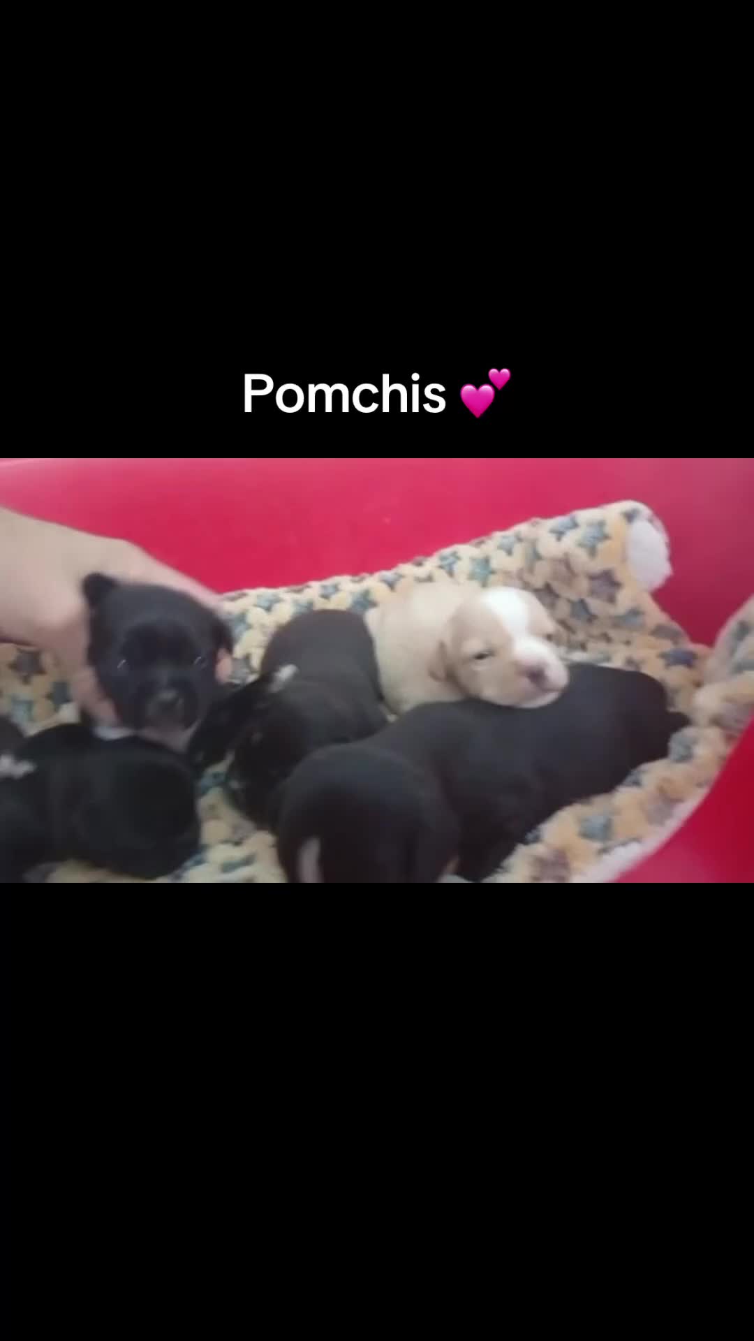 Pomchi perros en venta: Pomchis  - Video 1