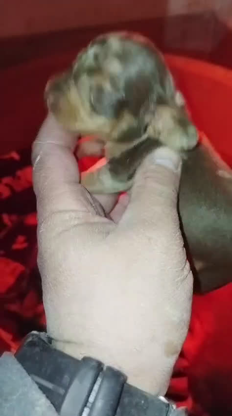 Teckel Miniatura perros en venta: Hembras teckel arlequín choco kaninchen - Video 2