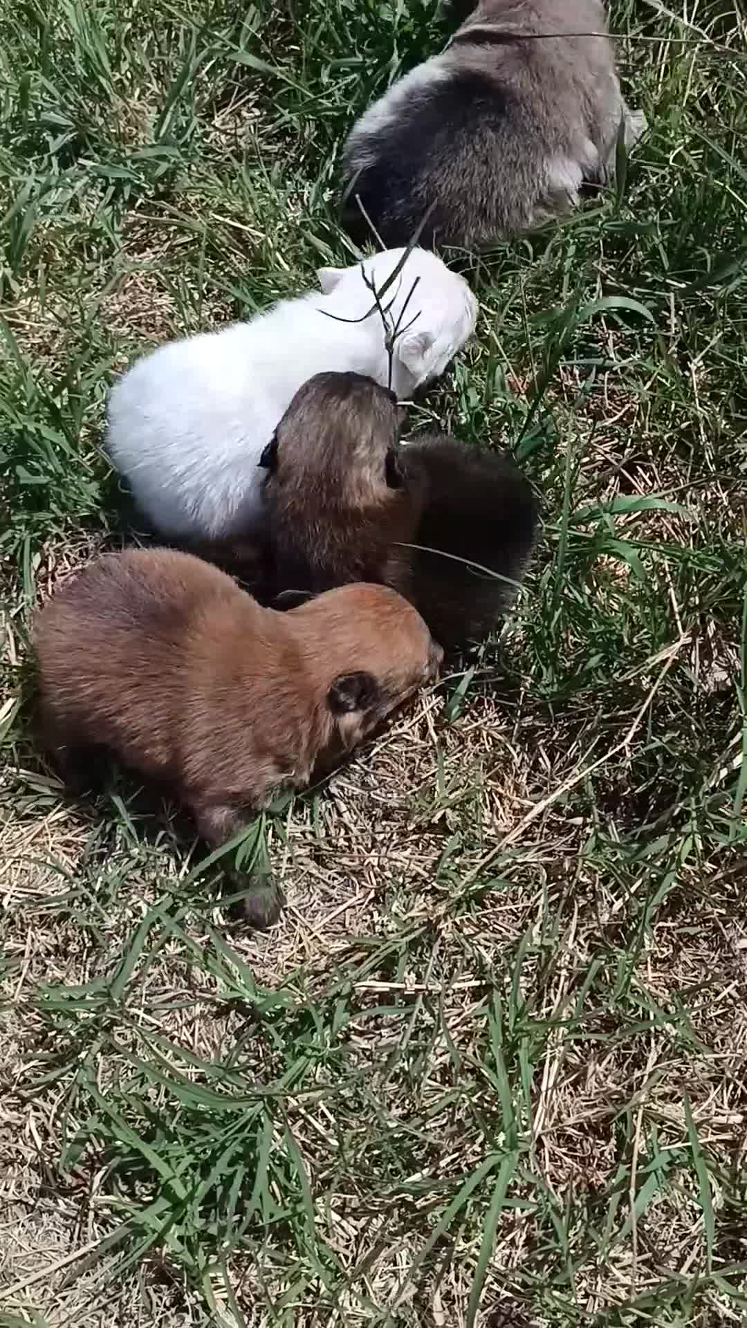 Pomerania perros en venta: Pomerania toy  - Video 1