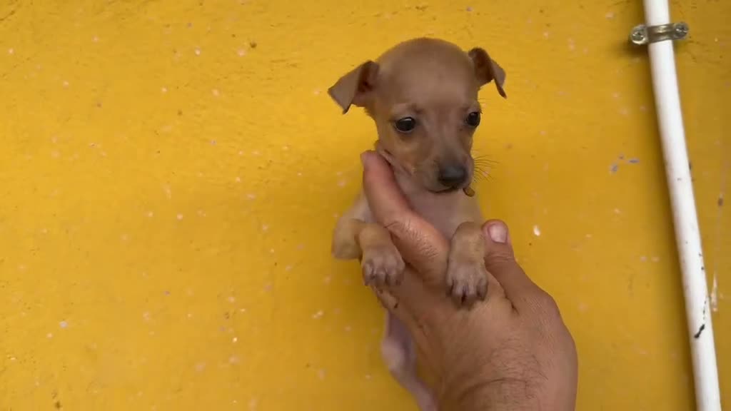 Pequeño Lebrel Italiano perros en venta: Cachorros Piccolo italiano  - Video 2