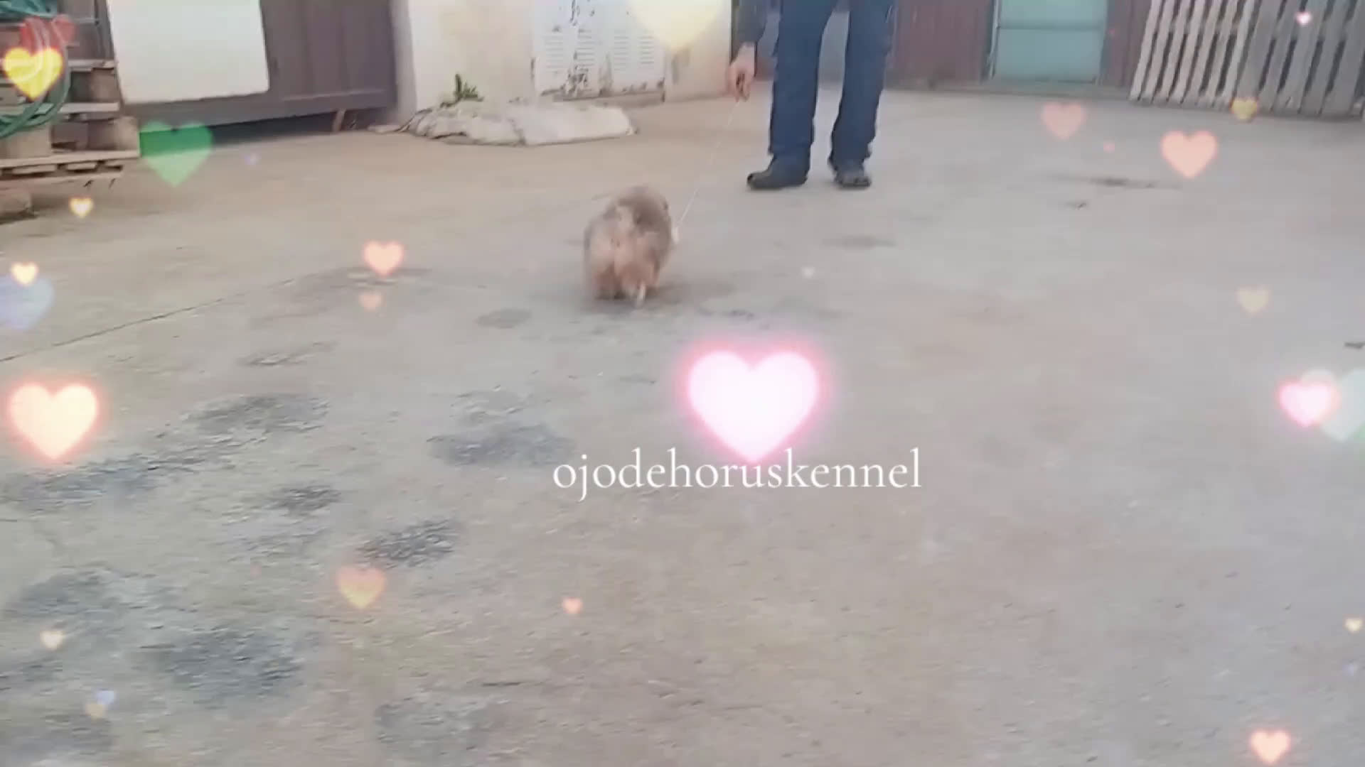 Pomerania perros en venta: Miniatura pomerania boo blancos ositos 💙💙 - Video 4