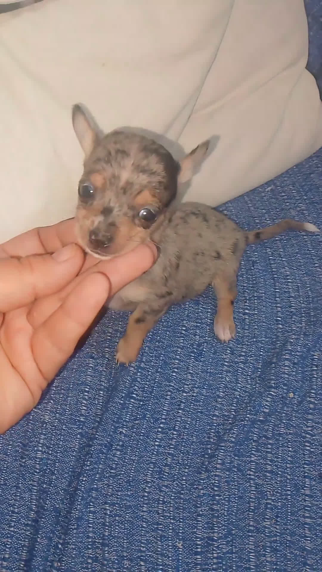 Chihuahua perros en venta: Hembra preciosa de chihuahua cabeza venado  - Video 2