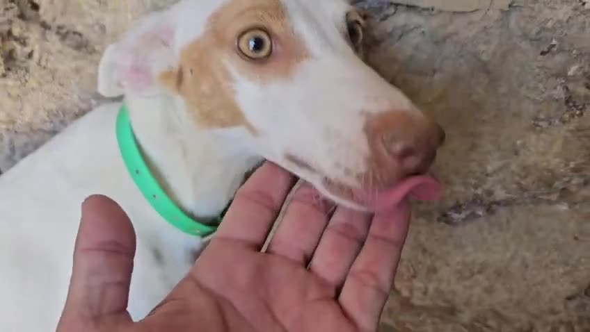 Podenco Andaluz perros en venta: Podenco andaluz - Video 1