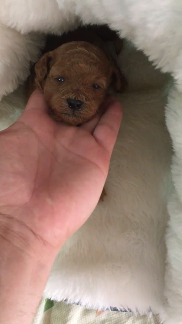 Caniche Toy perros en venta: IMPRESIONANTES CANICHES TOYS Y ENANOS PEQUEÑITOS en Murcia - Video 2