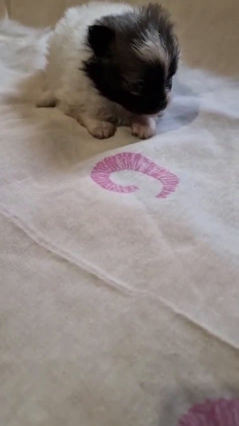 Pomerania perros en venta: Pomerania en Murcia - Video 4