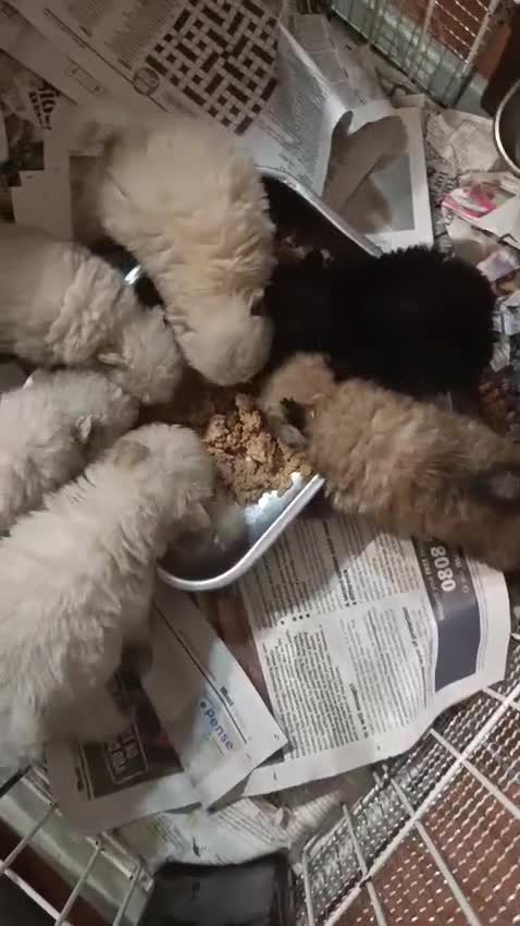 Pomerania perros en venta: ‼️POMERANIAS AMERICANOS TAMAÑO TOY - Video 2