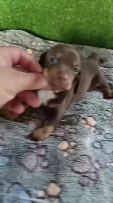 Teckel Miniatura perros en venta: Camadas de teckel kaninchen todos los colores  - Video 2