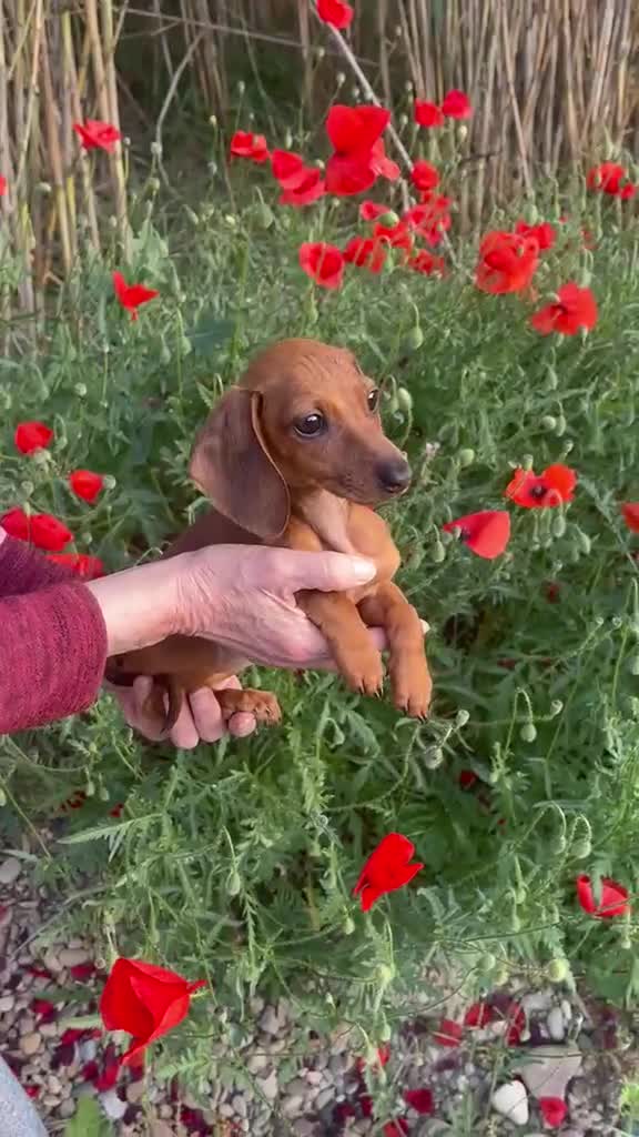 Teckel Miniatura perros en venta: Teckel mini  - Video 1