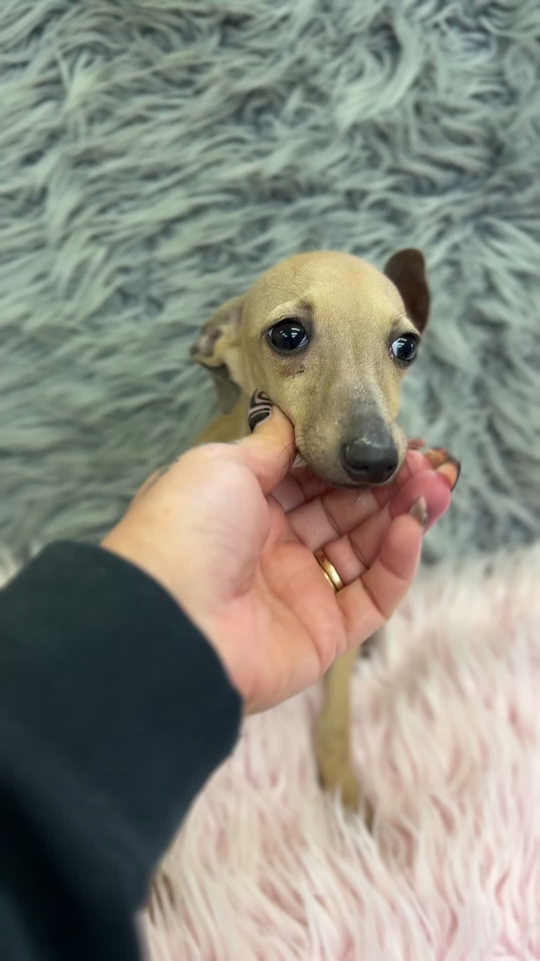 Pequeño Lebrel Italiano perros en venta: Piccolo italiano hembra  - Video 1