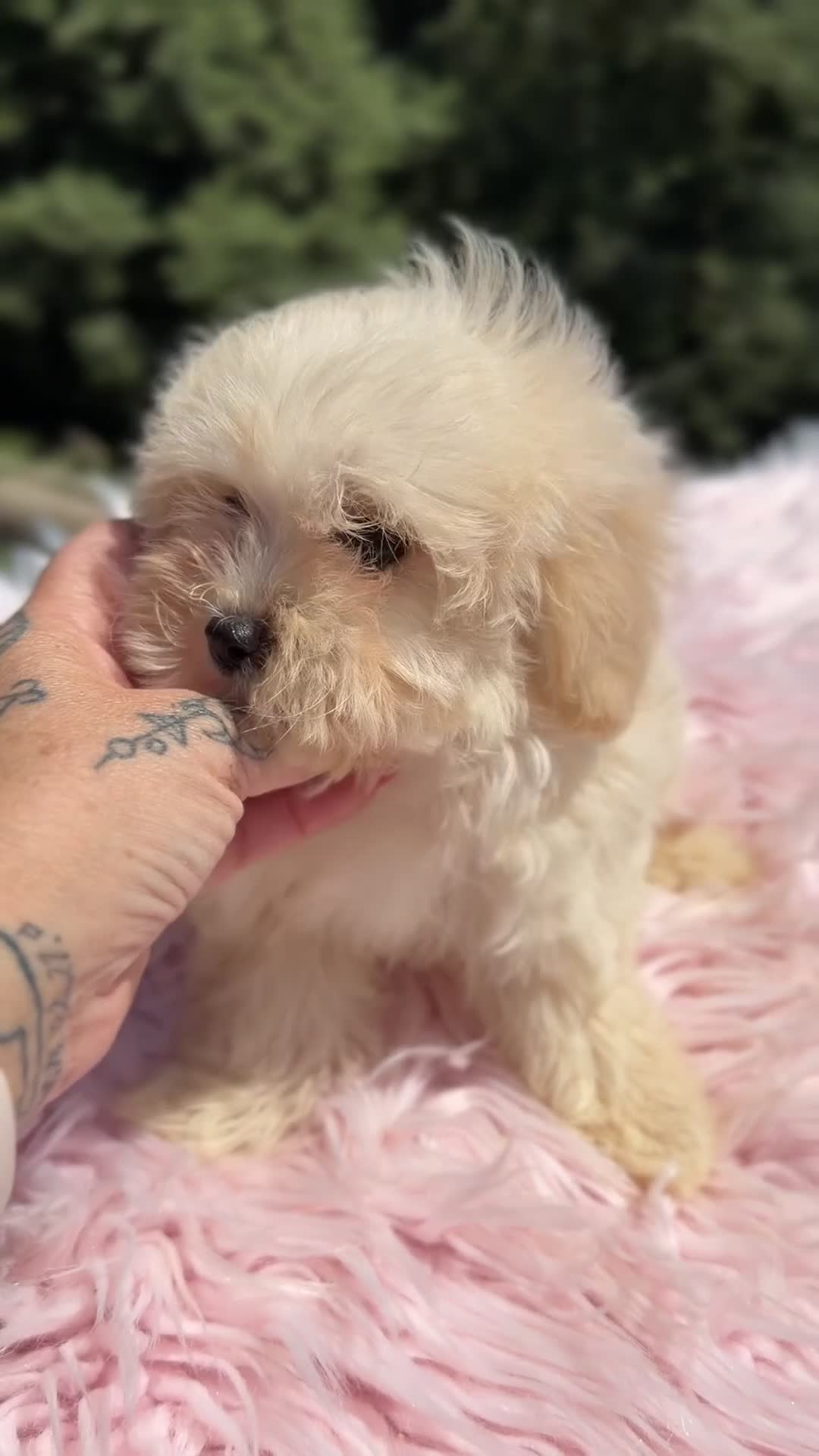 Maltipoo perros en venta: Maltipoo f1  - Video 1