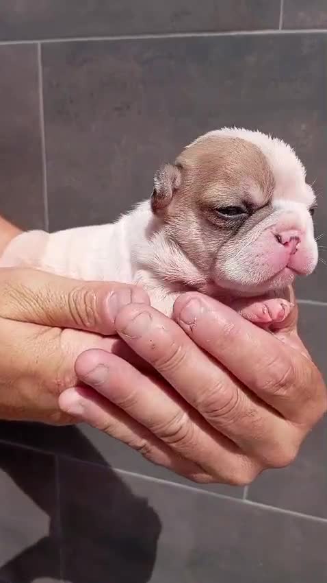 Bulldog Francés perros en venta: Macho y hembra de bulldog francés exóticos  - Video 1