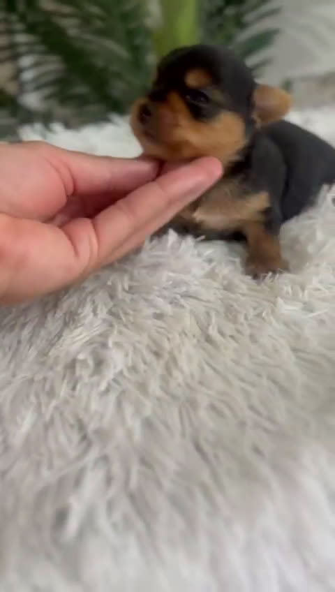 Yorkshire Terrier perros en venta: YORKSHIRE TERRIER - Video 2