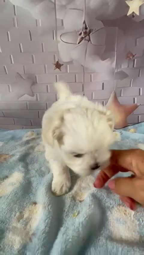 Bichón Maltés perros en venta: Bichon maltés excelentes lineas  - Video 2