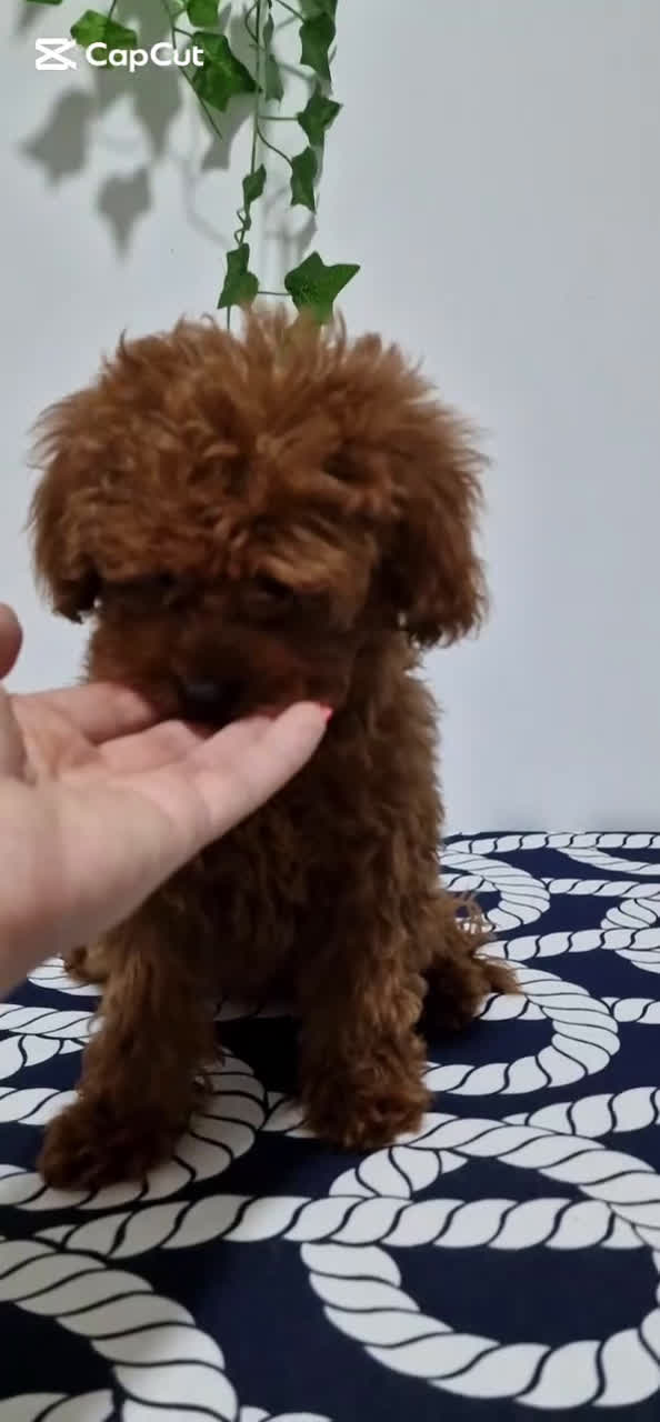 Caniche Toy perros en venta: Hembra toy 50% linea asiatica.  - Video 1
