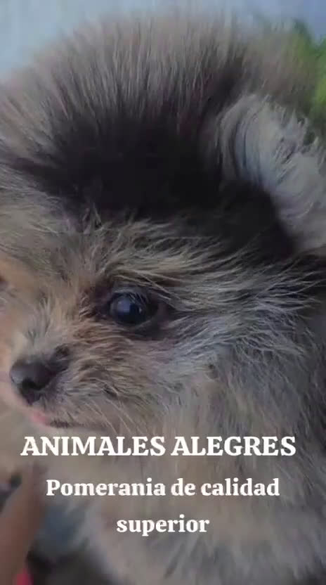 Pomerania perros en venta: Pomerania de calidad superor - Video 1