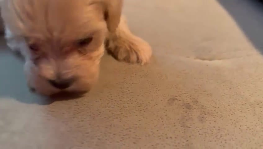 Maltipoo perros en venta: MALTIPOO - Video 2