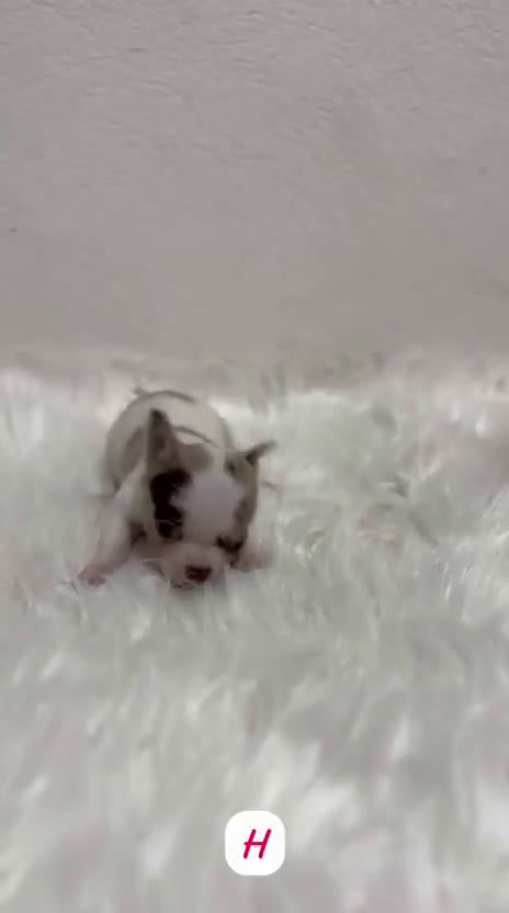 Chihuahua perros en venta: CHIHUAHUA MINI TOY MERLÉ - Video 1
