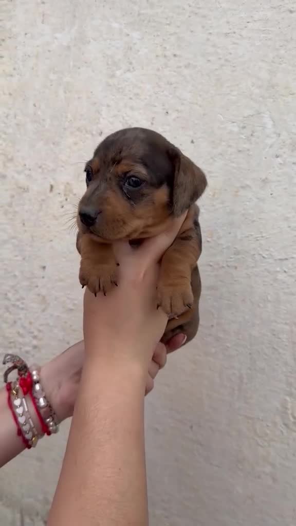 Teckel Miniatura perros en venta: Teckel miniatura  - Video 1
