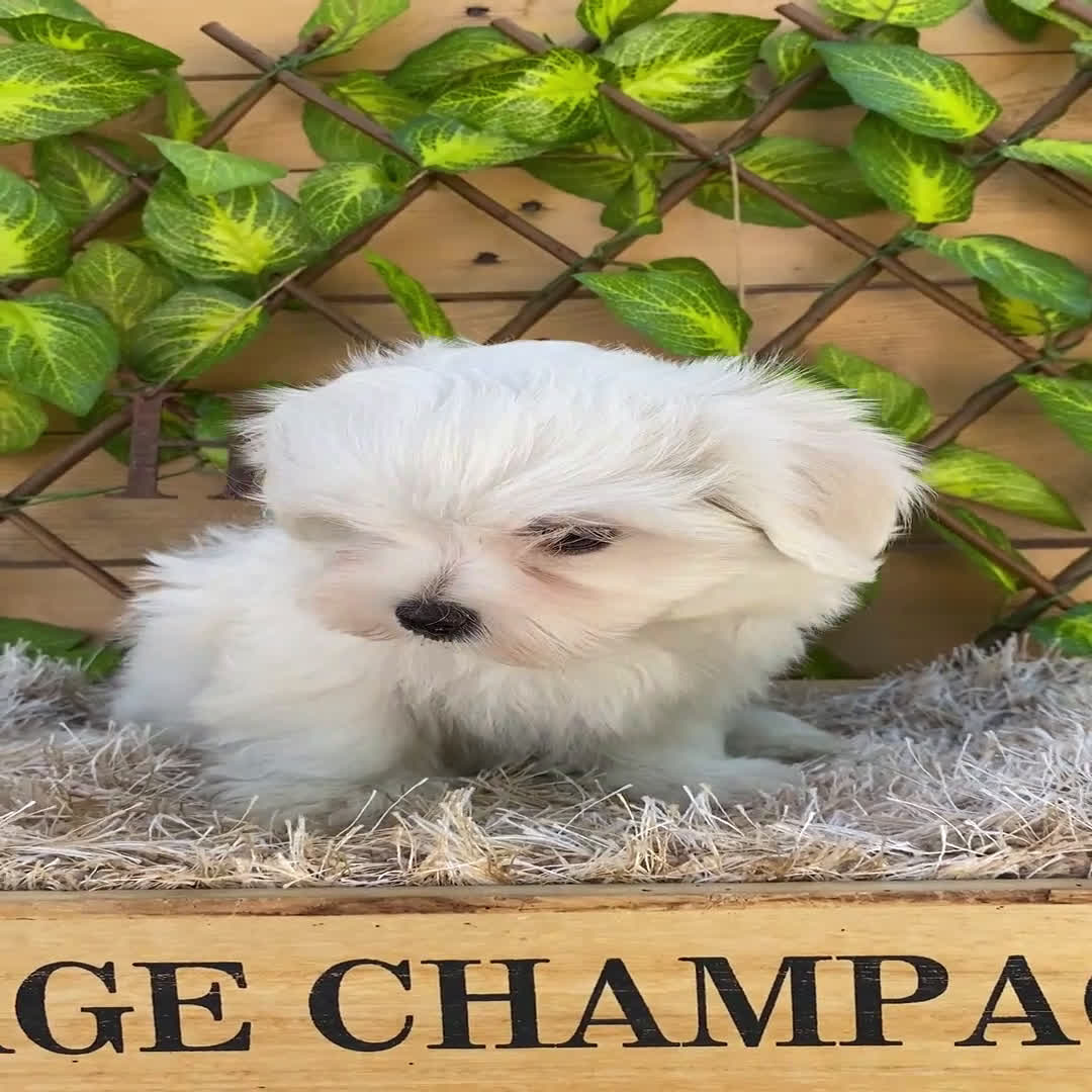 Bichón Maltés perros en venta: Camada de Gala  - Video 3