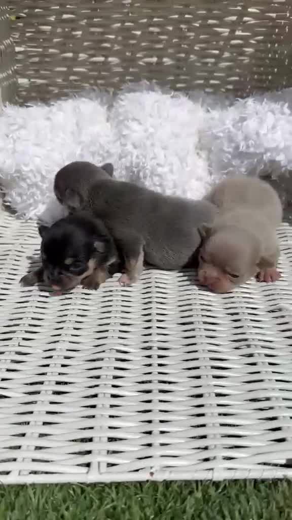 Chihuahua perros en venta: CHIHUAHUA  - Video 1