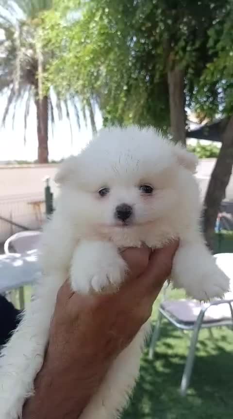 Pomerania perros en venta: Lulú pomerania toy  - Video 4