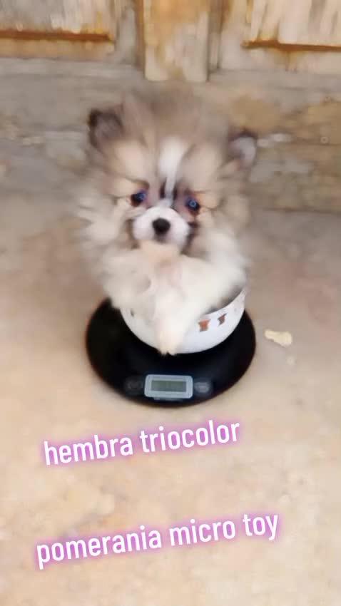 Pomerania perros en venta: Pomerania particolor hembra toy  - Video 1