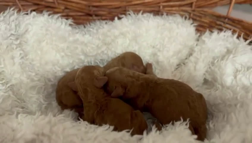 Caniche Toy perros en venta: CANICHE TOY ROJO - Video 1