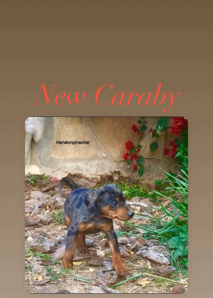 Pinscher Miniatura perros en venta: Caraby Harlequin Pinscher Benidorm  en Alicante - Video 2