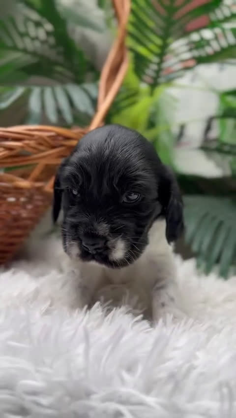 Cocker Spaniel Inglés perros en venta: COCKER SPANIEL INGLES - Video 3