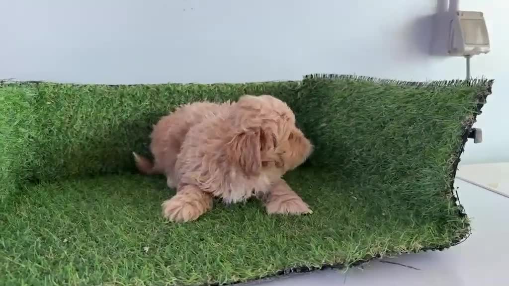 Maltipoo perros en venta: Malipoo - Video 2