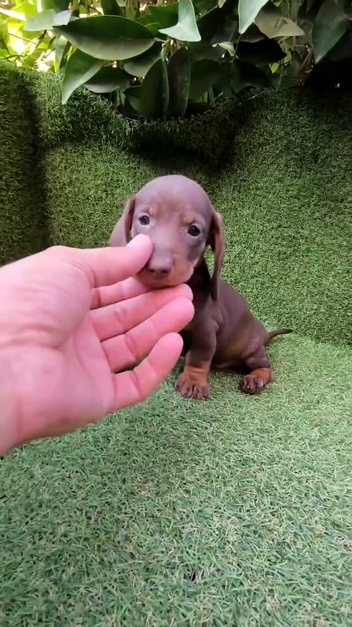 Teckel Miniatura perros en venta: teckel miniatura arlequín  y chocolates  - Video 4