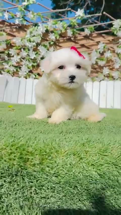 Bichón Maltés perros en venta: BICHON MALTES - Video 1