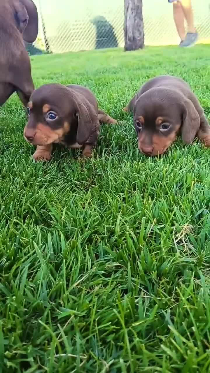 Teckel Miniatura perros en venta: Espectacular cachorra Teckel mink chocolate fuego  - Video 3