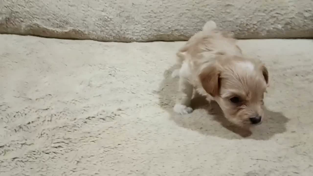 Maltipoo perros en venta: Preciosas hembras de Maltipoo  - Video 1