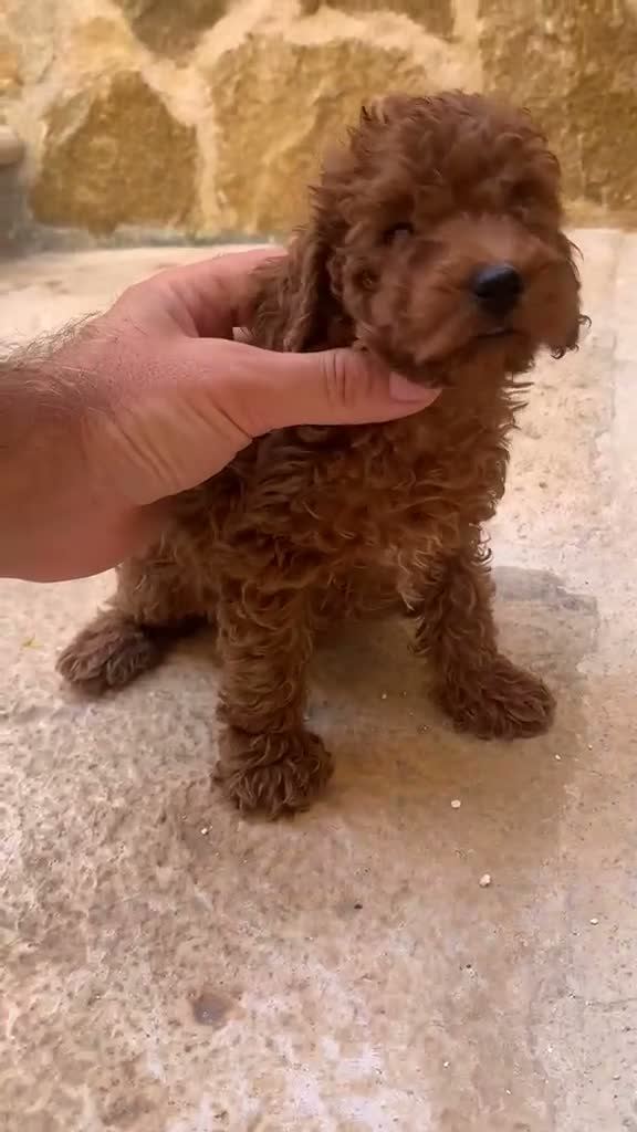 Caniche Toy perros en venta: Machos y hembras de caniche toy rojo - Video 1