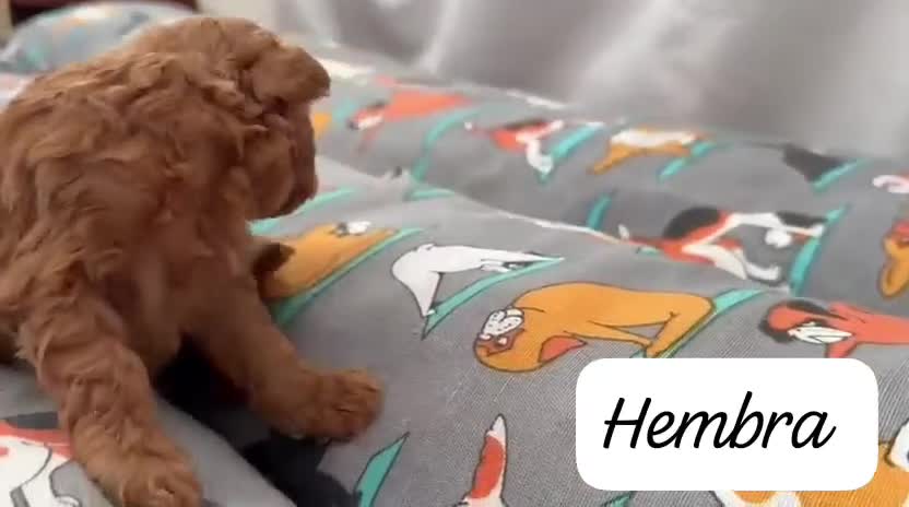 Caniche Toy perros en venta: Machos y hembras de caniche toy en Badajoz - Video 4