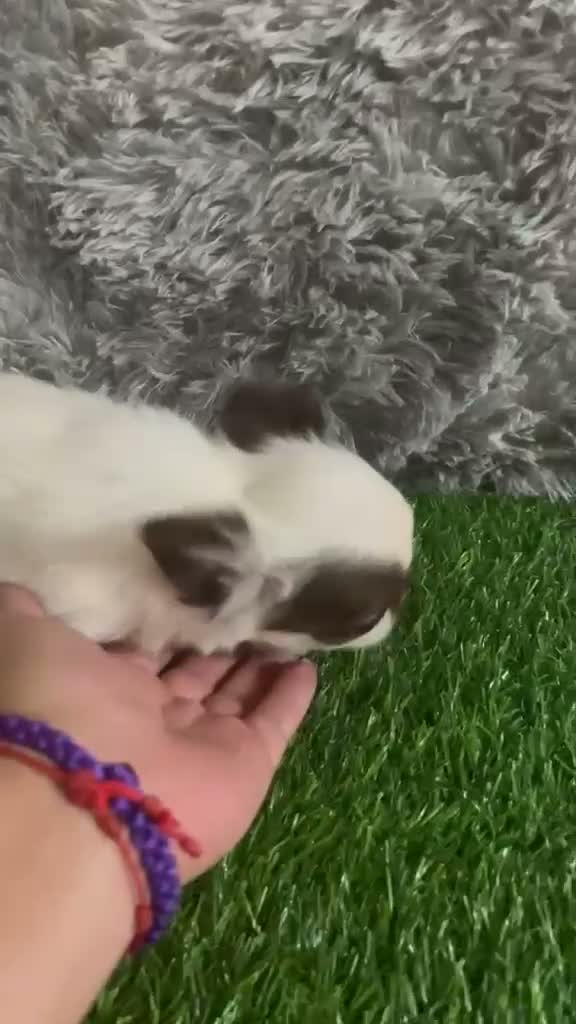 Chihuahua perros en venta: CHIHUAHUA MINI TOY PELO LARGO - Video 1