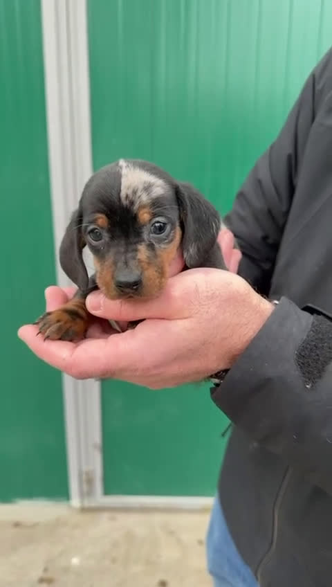 Teckel perros en venta: Camadas de Teckel - Video 2