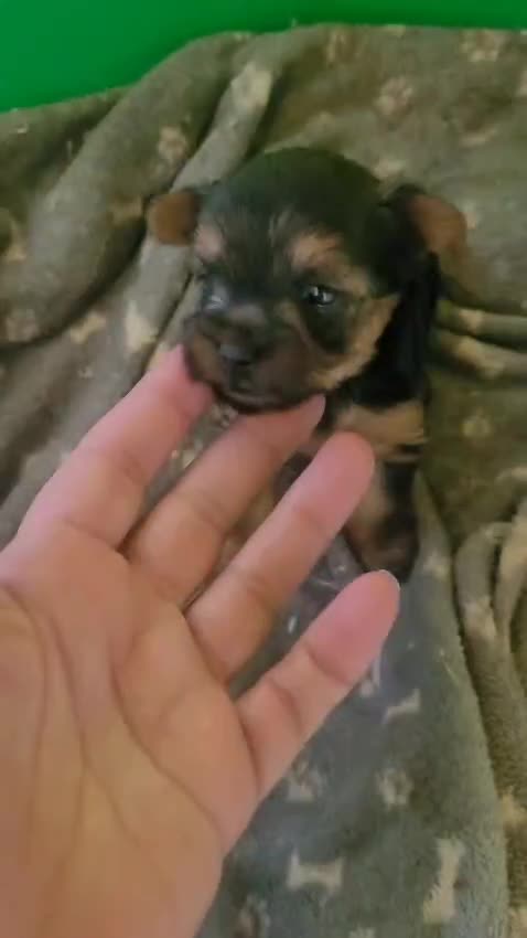 Yorkshire Terrier perros en venta: Machito de yorkshire minitoy  - Video 1