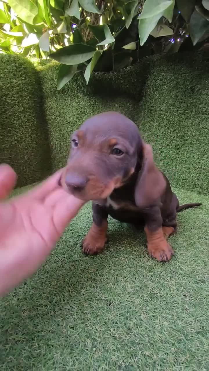 Teckel Miniatura perros en venta: camada teckel miniatura chocolates 3 machos  - Video 1