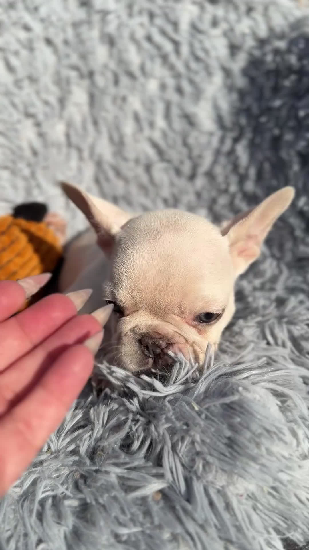 Bulldog Francés perros en venta: Bulldod Platinum hembra  - Video 1