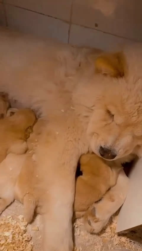 Chow Chow perros en venta: Chow chow peluditos estupenda morfología  - Video 1