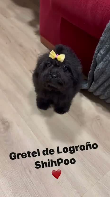 Shihpoo perros en venta: Monísima ShihPoo negra - Video 1