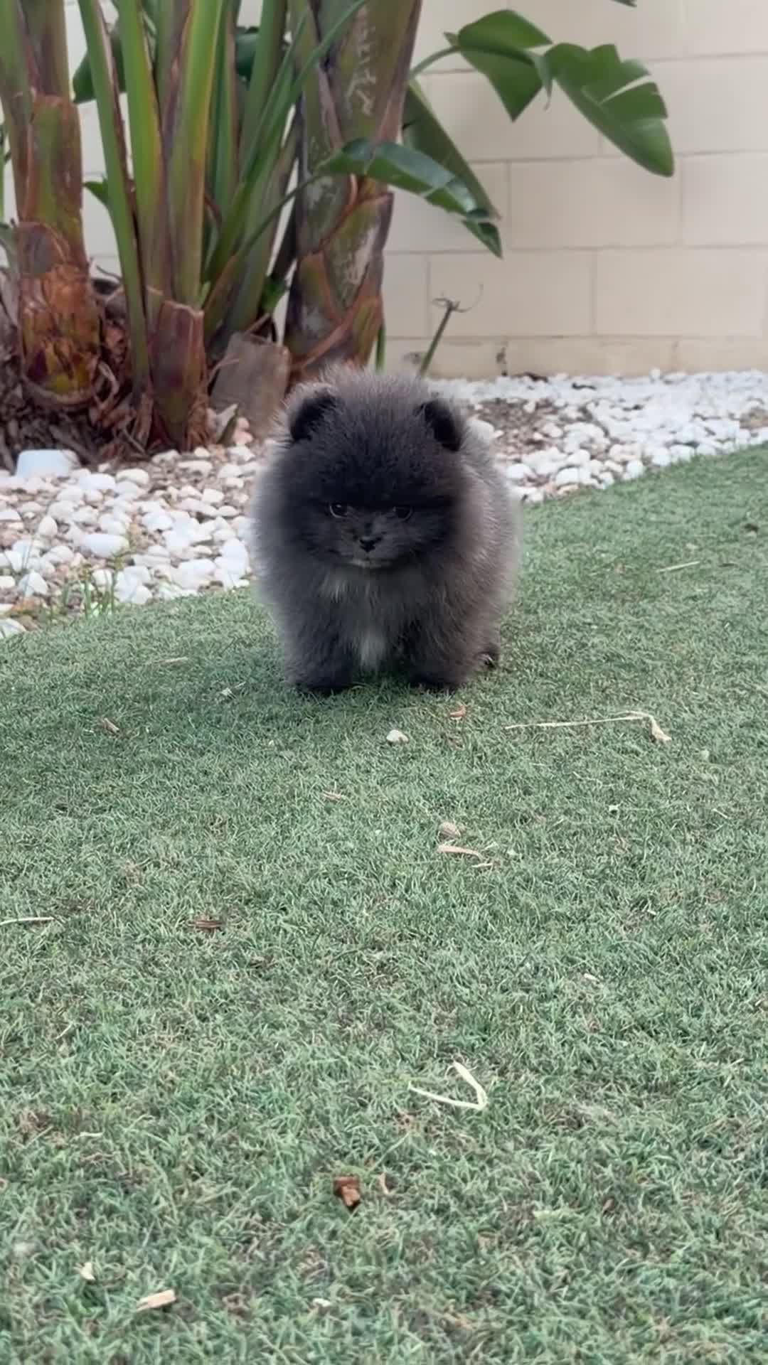 Pomerania perros en venta: Pomeranias exclusivos / alta selección  - Video 3