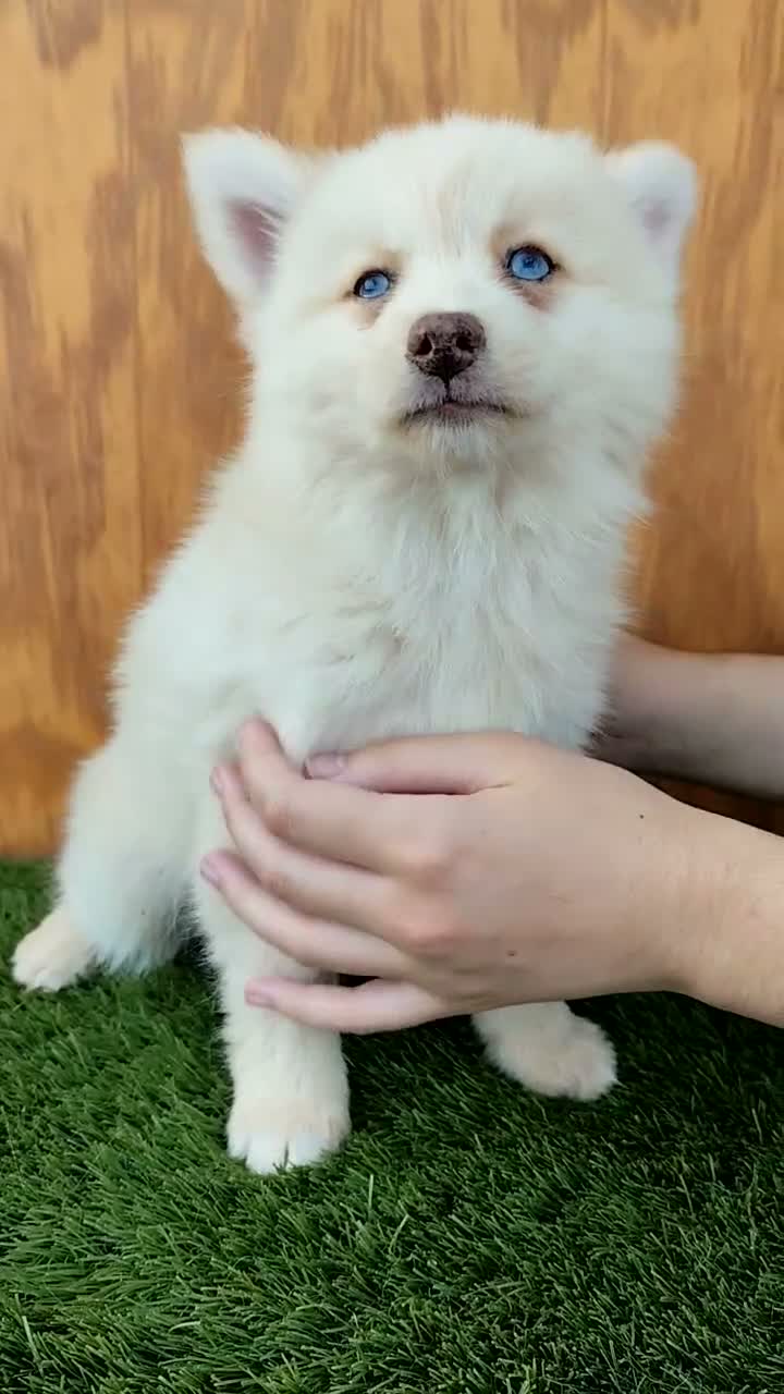 Pomsky perros en venta: Pomsky  - Video 1