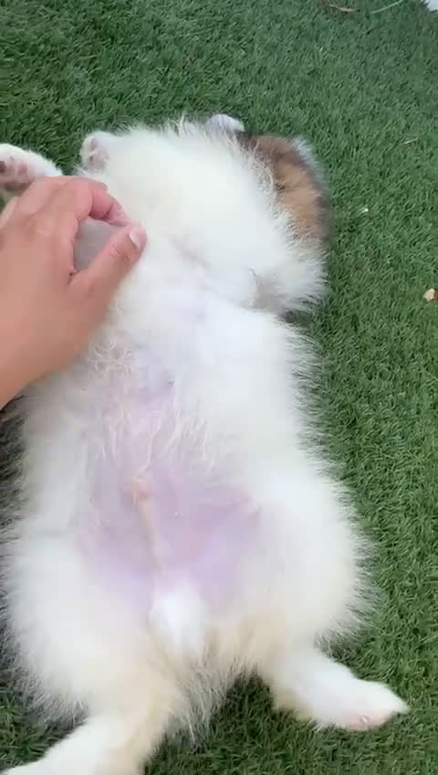Pomerania perros en venta: POMERANIA MACHO ENVIO A TODA ESPAÑA - Video 1